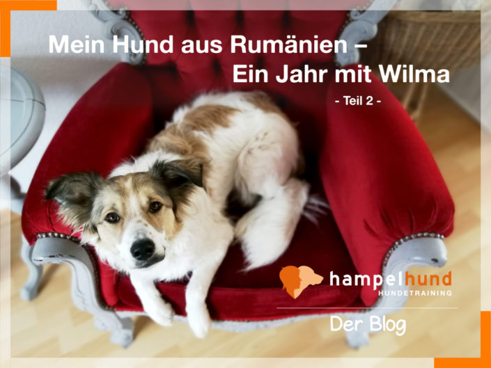Mein Hund aus Rumänien Teil 2 hampelhund Hundeschule Frankfurt